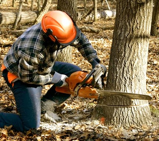 Tree Removal in Reinholds, PA